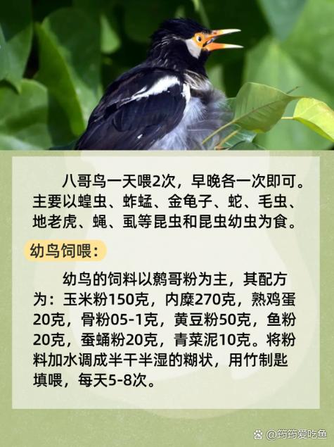 日本精油按摩的相关介绍