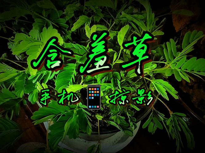 老司机影院54的相关介绍